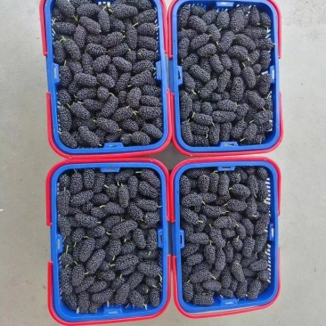 应季桑椹果，正季果