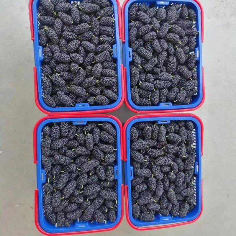 应季桑椹果，正季果