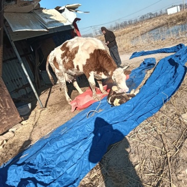 肉牛