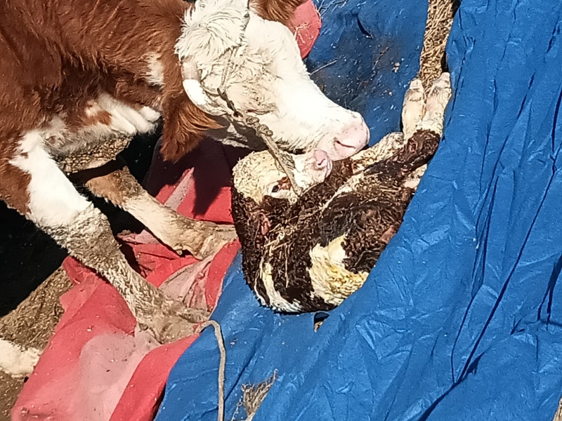 肉牛
