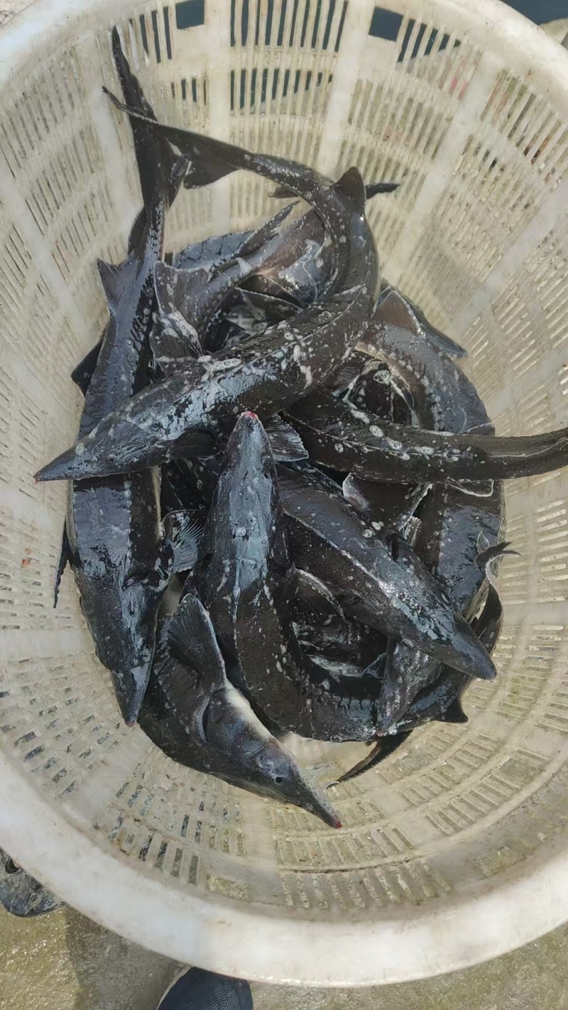西杂鲟鱼，1至10斤规格，货量40万斤，欢迎订购！