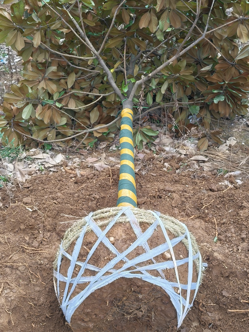 广玉兰胸径10公分，基地有量，欢迎来一亩田订购。