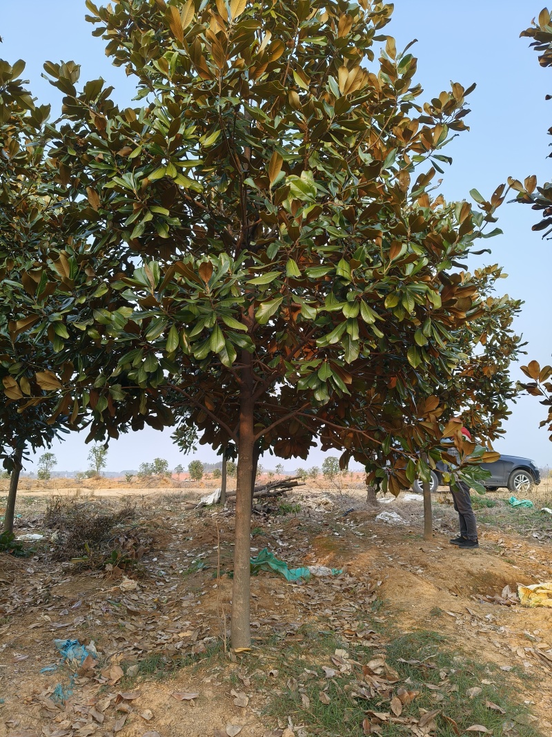 广玉兰胸径10公分，基地有量，欢迎来一亩田订购。