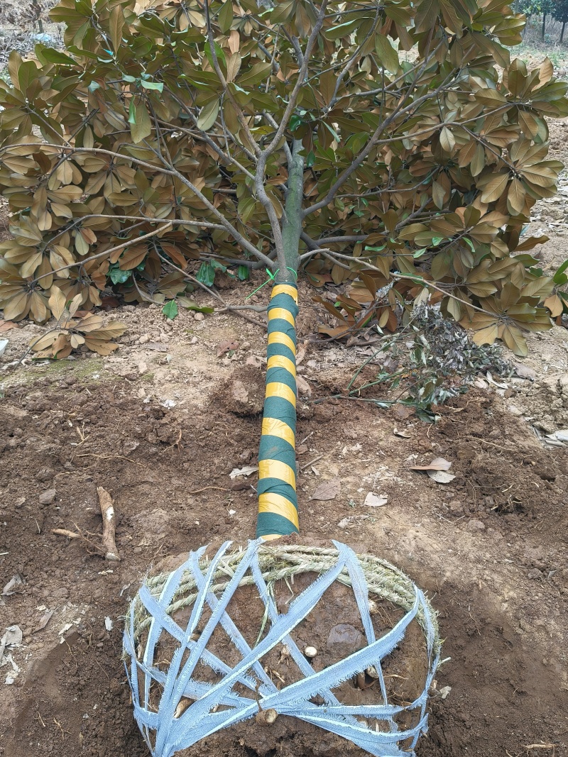 广玉兰胸径10公分，基地有量，欢迎来一亩田订购。