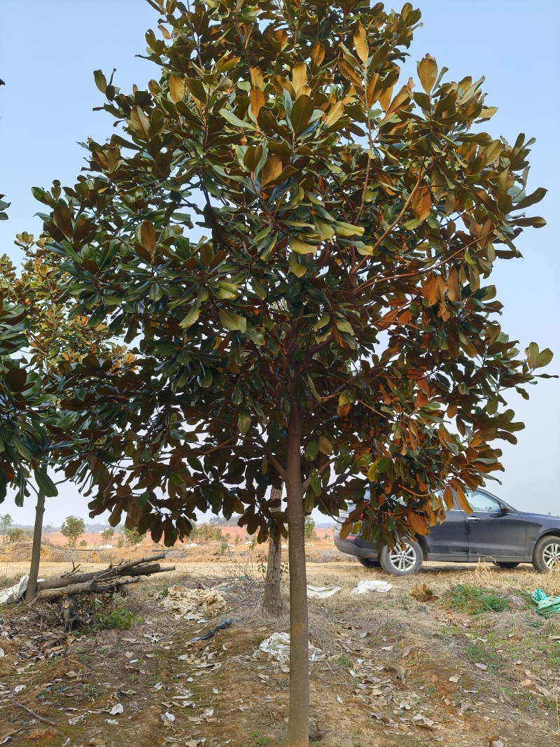 广玉兰胸径10公分，基地有量，欢迎来一亩田订购。