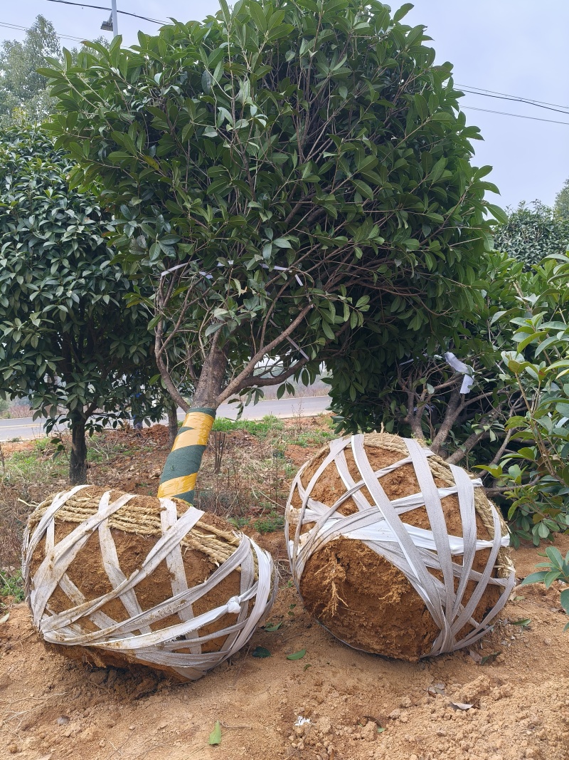 独杆金桂树冠幅2m、2.5m、基地有量，欢迎来一亩田订购