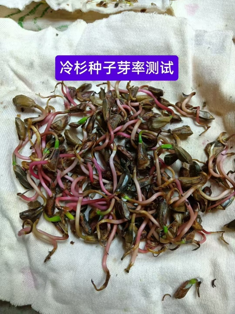 冷杉种子四季常青绿化多年生景观树