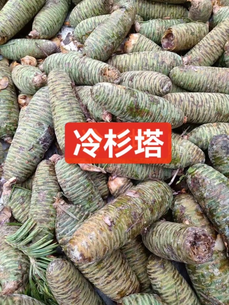 冷杉种子四季常青绿化多年生景观树