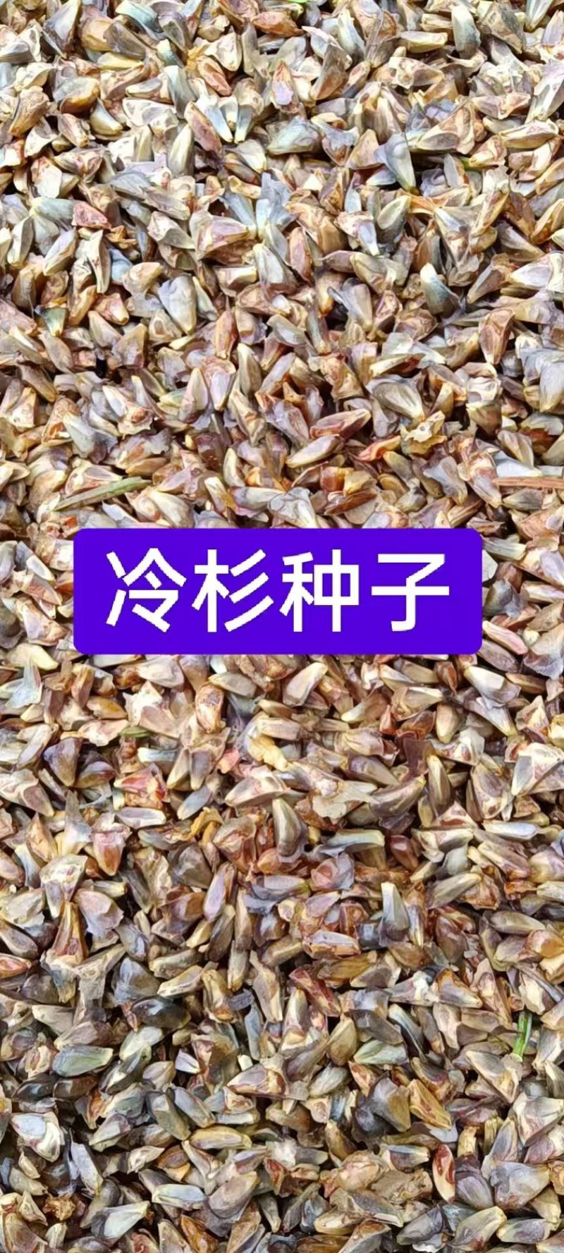 冷杉种子四季常青绿化多年生景观树