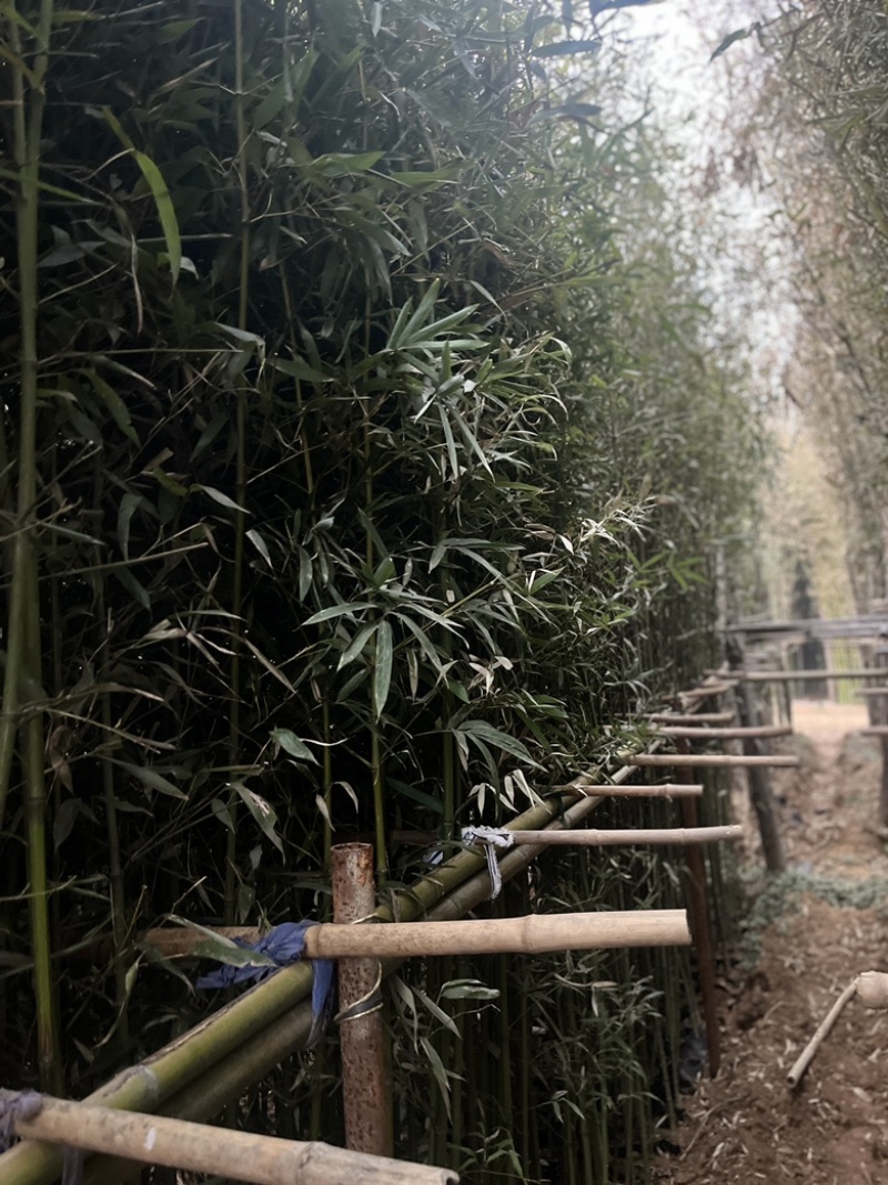 竹子.移植竹子.营养杯竹子.箬竹.大量供应基地直发