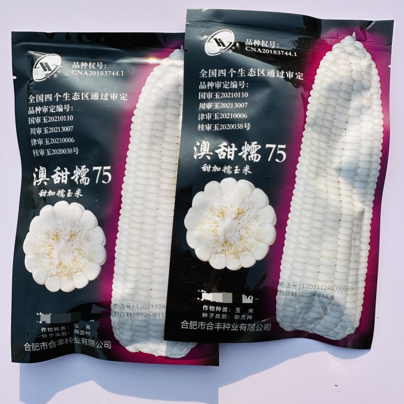 澳甜糯75甜糯玉米种子早熟75天上市大棒甜糯苞谷甜糯
