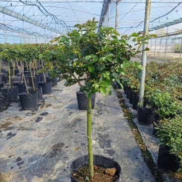 树桩月季月季花树桩月季花基地1-6公分月季