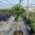 树桩月季月季花树桩月季花基地1-6公分月季