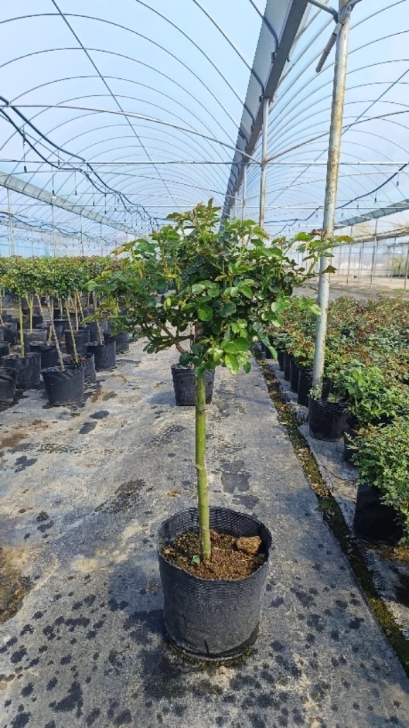 树桩月季月季花树桩月季花基地1-6公分月季