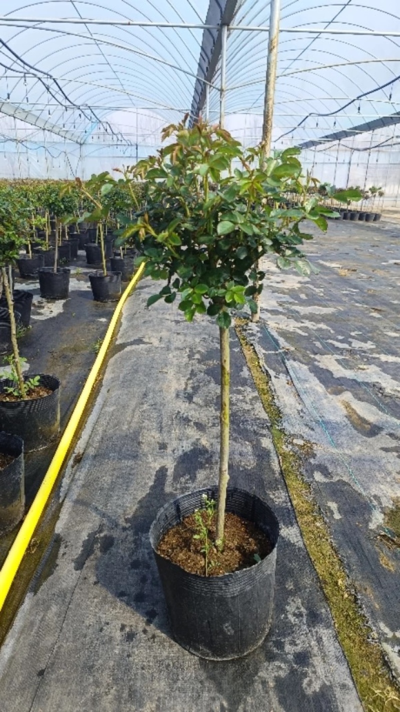 树桩月季月季花树桩月季花基地1-6公分月季