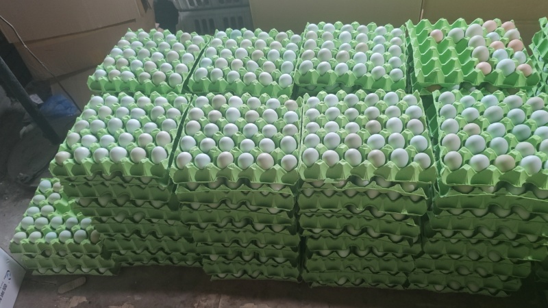 出售精品优质绿壳蛋