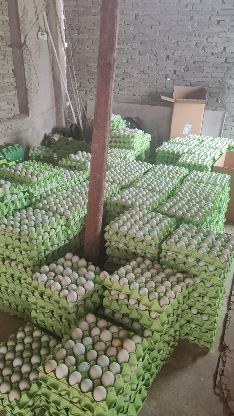 出售精品优质绿壳蛋