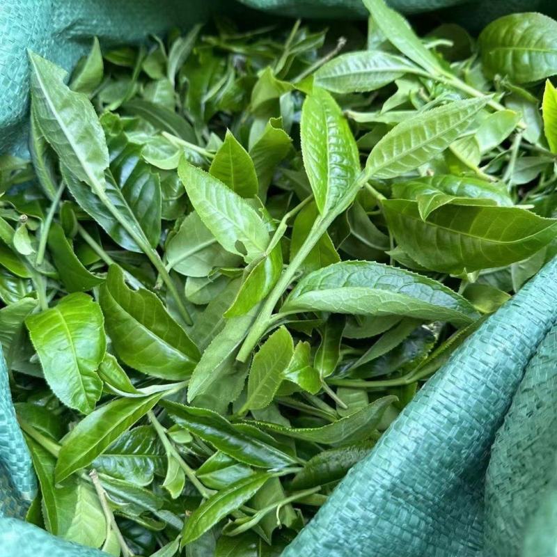 普洱茶供应