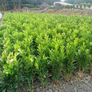 雀舌黄杨