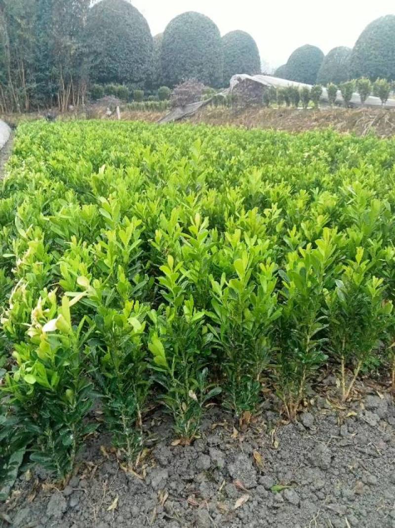 雀舌黄杨