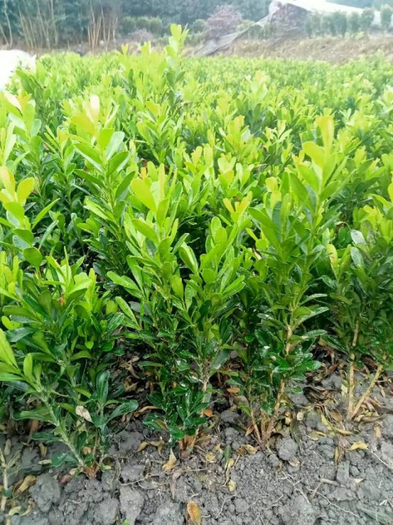雀舌黄杨