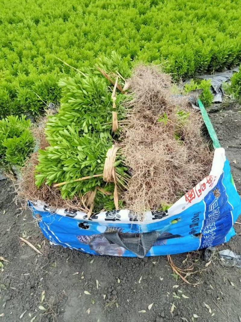 雀舌黄杨