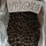 自家普洱茶
