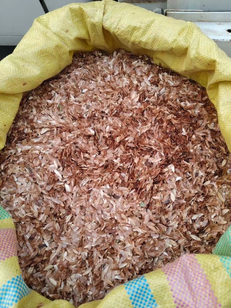 红油香椿种子四季种植