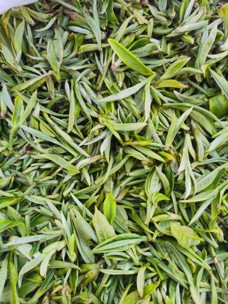 头春茶开始上市啦