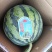 精品微盟美都，大棚无籽。头茬精品，无嫁接