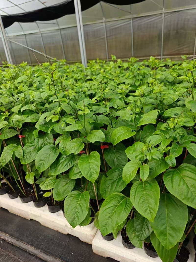 正宗的纯甜钦9嫁接苗，扦插苗，脱毒苗，根须发达，枝叶茂盛