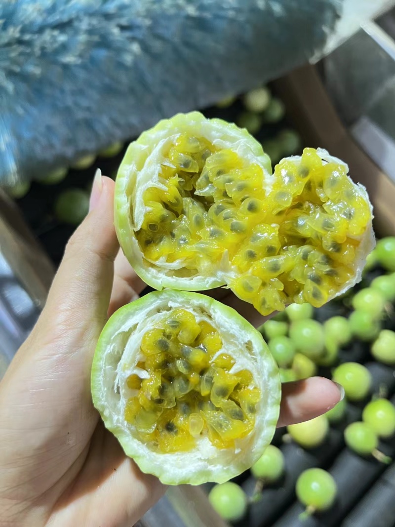 正宗的纯甜钦9嫁接苗，扦插苗，脱毒苗，根须发达，枝叶茂盛