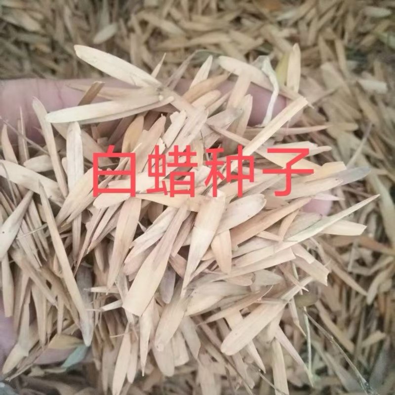 白蜡种子四季绿化园林