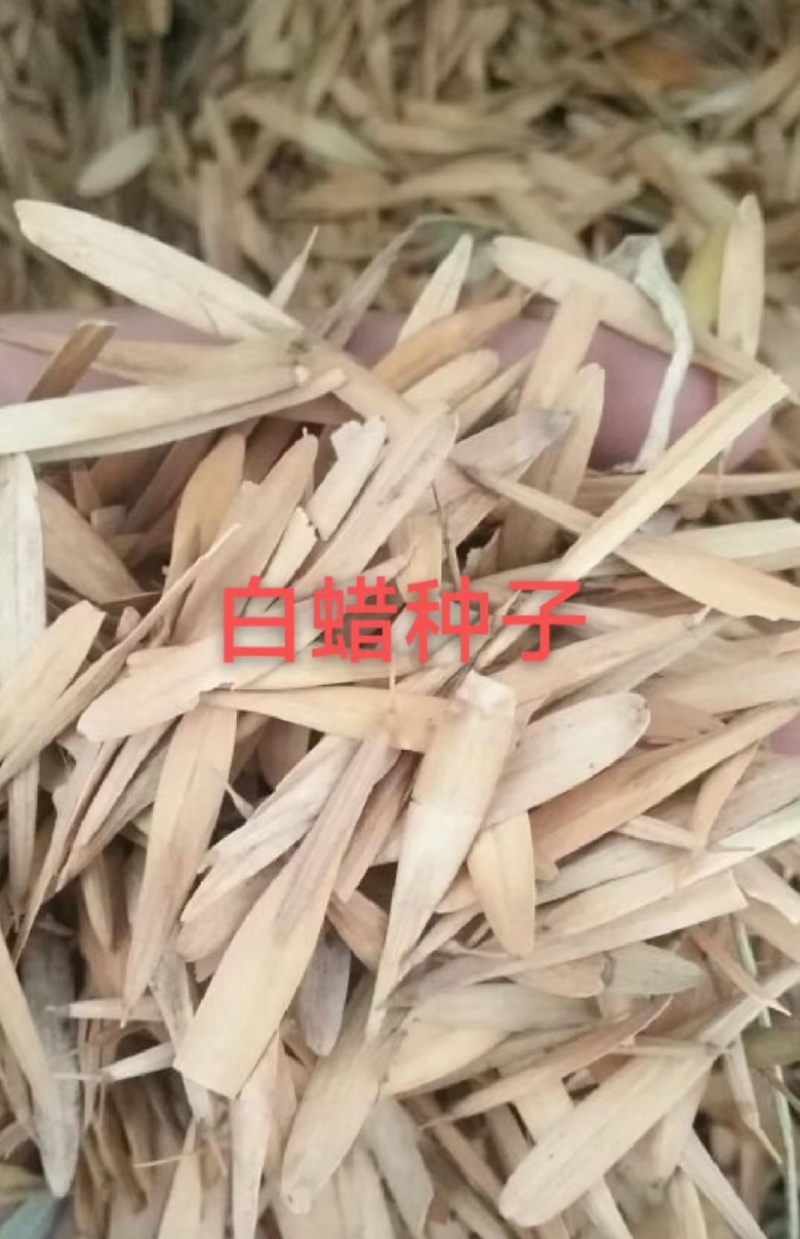 白蜡种子四季绿化园林