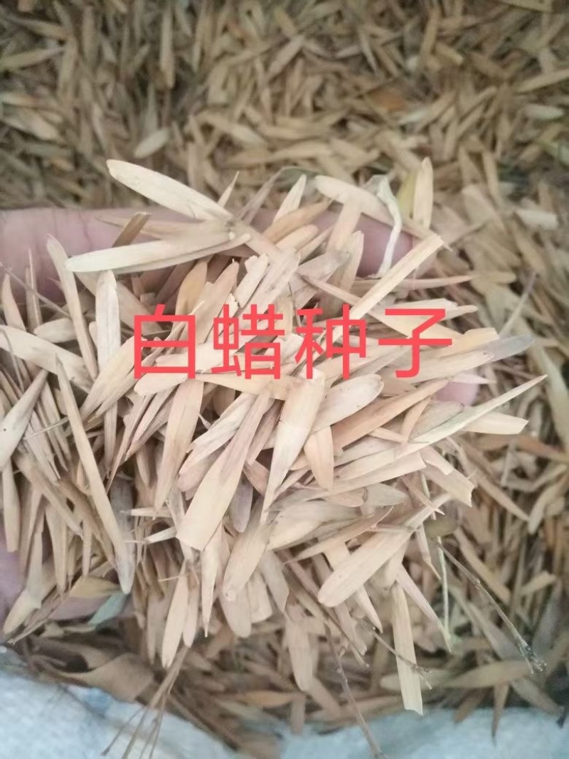 白蜡种子四季绿化园林