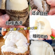 精选山东芋头8520好品质自家种植有保障诚信经营