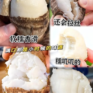 精选山东芋头8520好品质自家种植有保障诚信经营