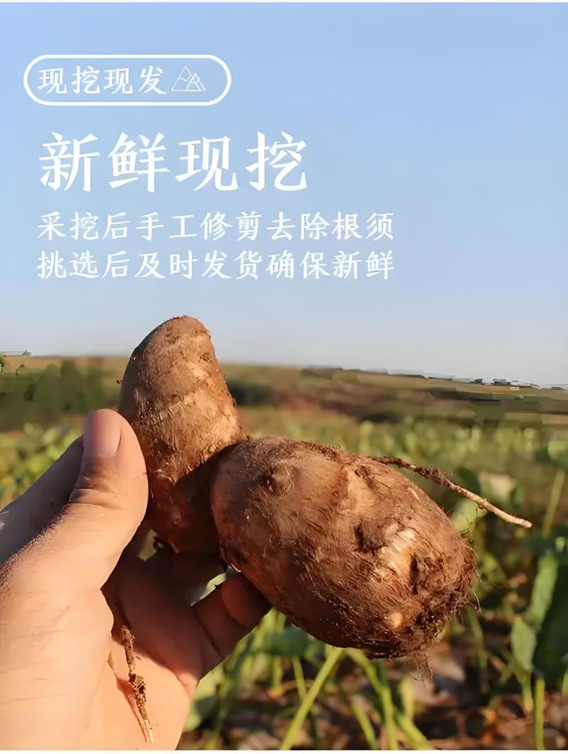 精选山东芋头8520好品质自家种植有保障诚信经营