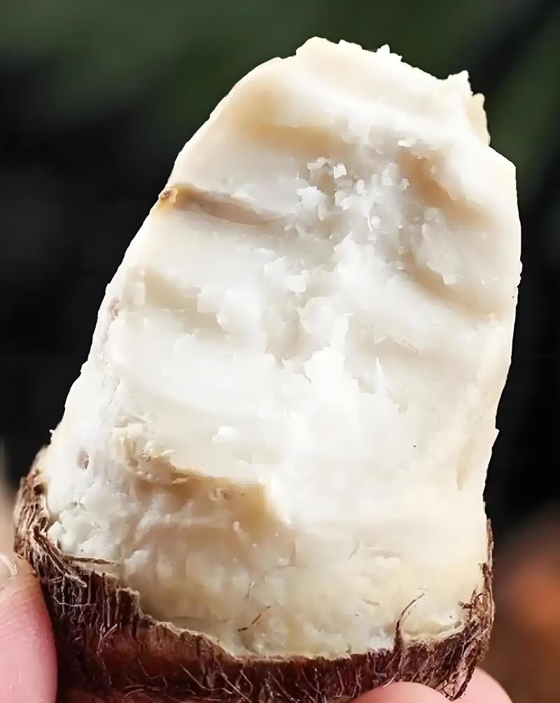 精选山东芋头8520好品质自家种植有保障诚信经营