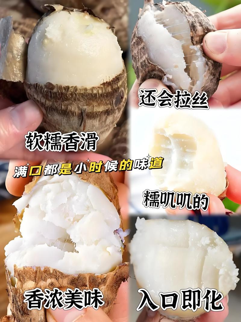 精选山东芋头8520好品质自家种植有保障诚信经营
