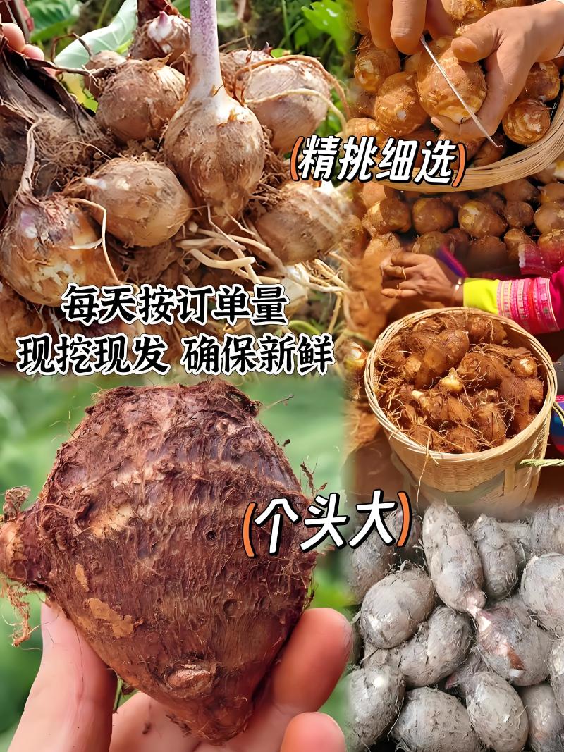 精选山东芋头8520好品质自家种植有保障诚信经营