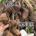 精选山东芋头8520好品质自家种植有保障诚信经营