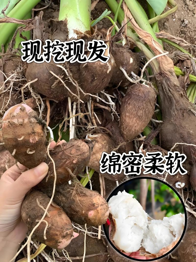 精选山东芋头8520好品质自家种植有保障诚信经营