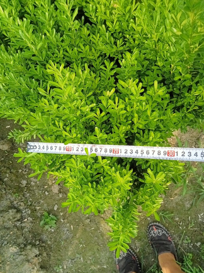 雀舌黄杨专业种植自产自销高50冠30