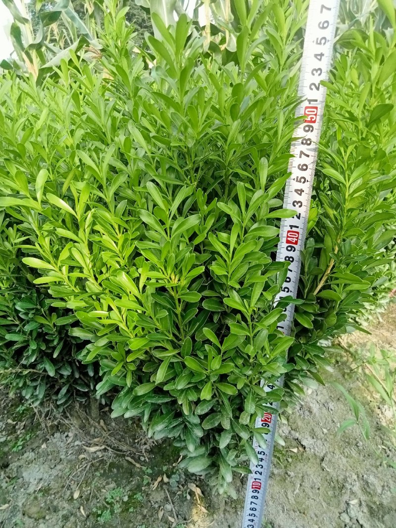 雀舌黄杨专业种植自产自销高50冠30