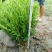 雀舌黄杨专业种植自产自销高50冠30