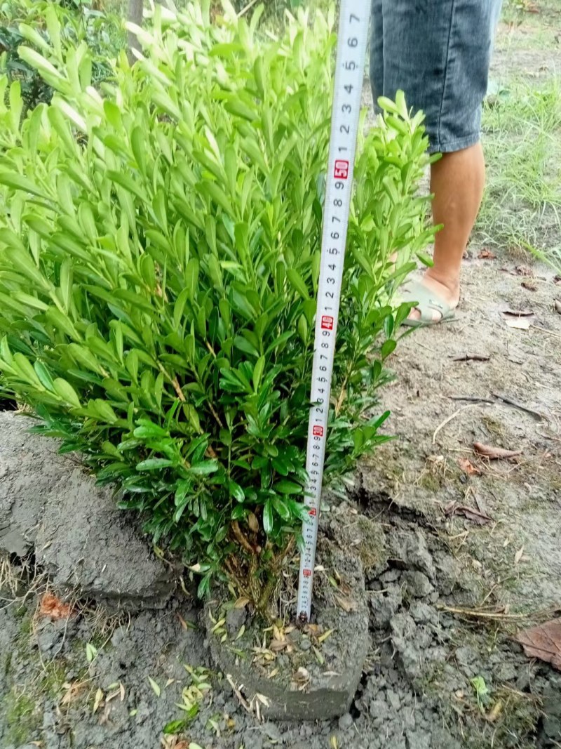 雀舌黄杨专业种植自产自销高50冠30
