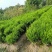 雀舌黄杨专业种植自产自销高50冠30