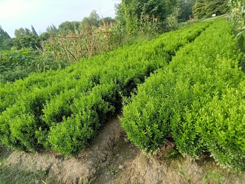 雀舌黄杨专业种植自产自销高50冠30
