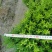 雀舌黄杨专业种植自产自销高50冠30